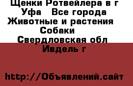 Щенки Ротвейлера в г.Уфа - Все города Животные и растения » Собаки   . Свердловская обл.,Ивдель г.